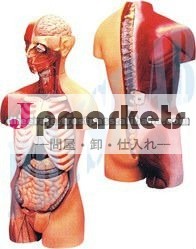 筋肉やオープンバック付きトルソ問屋・仕入れ・卸・卸売り