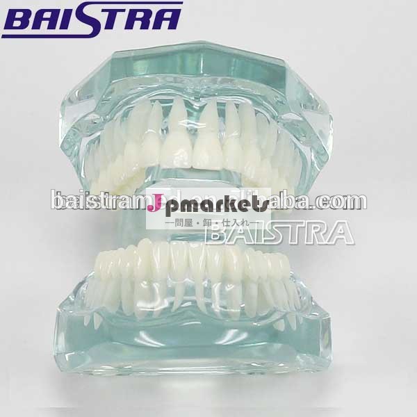 耐久性のあるプラスチックce証明しzyr7001歯科歯のスタディモデル問屋・仕入れ・卸・卸売り