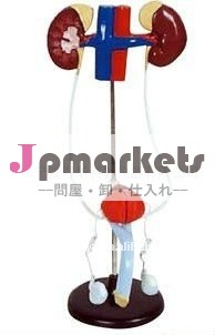 泌尿生殖器男性生殖器および泌尿器系モデル( 生物医学モデル)問屋・仕入れ・卸・卸売り