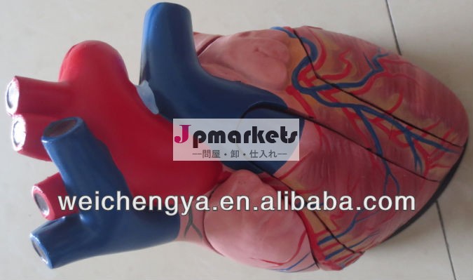 人間の臓器model/xc-307ジャンボ心臓モデル問屋・仕入れ・卸・卸売り