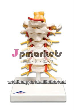 頸椎のxc-133欄を首の動脈、 後頭、 椎間板ヘルニアと神経問屋・仕入れ・卸・卸売り