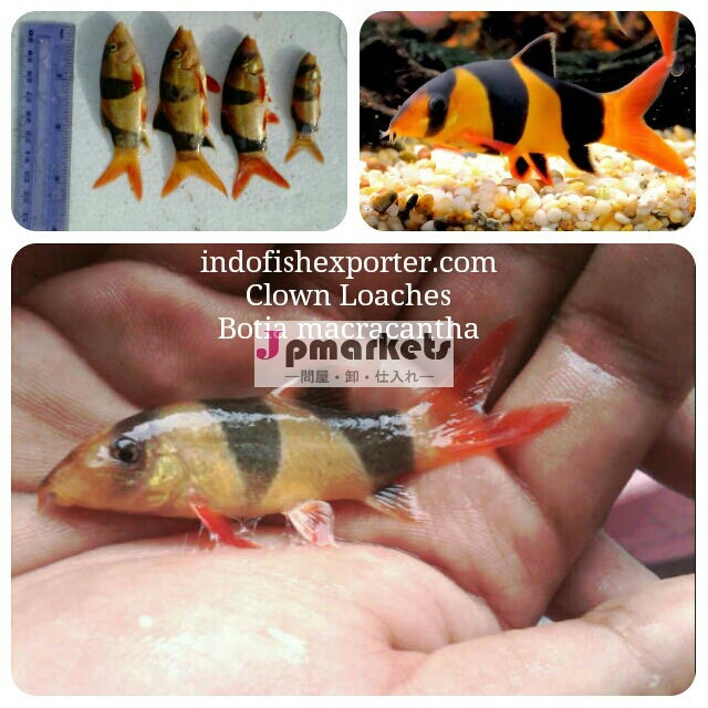 クラウンローチは/botiamacracantha( indofishexporter。 com)問屋・仕入れ・卸・卸売り