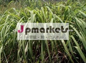 シトロネラオイルjava問屋・仕入れ・卸・卸売り