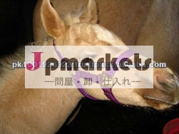 ナイロンの馬のホールター/headstall、 ナイロンホルター/headstall問屋・仕入れ・卸・卸売り