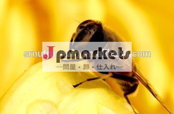 高品質gmpローヤルゼリーカプセル( ハードカプセル)問屋・仕入れ・卸・卸売り