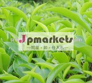 高品質gmp緑茶カプセル( ハードカプセル)問屋・仕入れ・卸・卸売り
