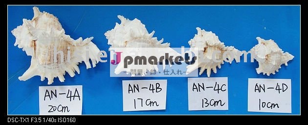 天然原料海海シェル問屋・仕入れ・卸・卸売り