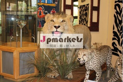南アフリカで行われたライオン標本問屋・仕入れ・卸・卸売り