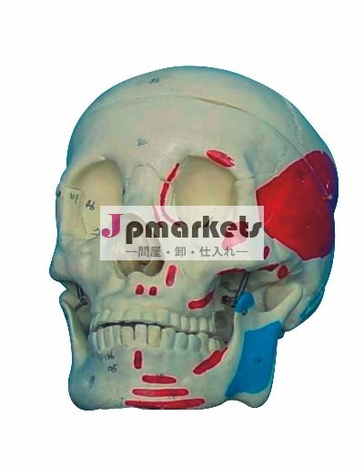 成人頭蓋骨に色が付いている筋肉( の解剖学的モデル)問屋・仕入れ・卸・卸売り