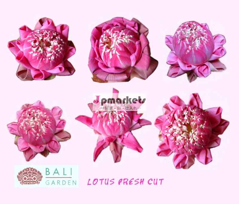 新鮮なカット蓮の花ピンクの新鮮な切り花の種類問屋・仕入れ・卸・卸売り