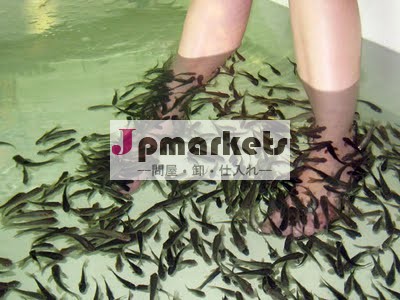 最高のグレードaaaアクティブgarrarufaの魚類としては健康、 pythosanitary、 とcites証明書( garrarufamarket。 com)問屋・仕入れ・卸・卸売り