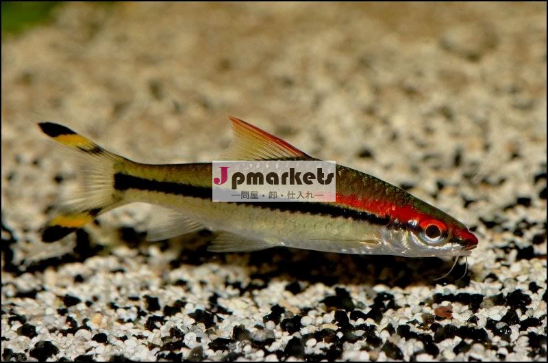 熱帯魚の赤い線魚雷バーブ( puntiusdenisonii)問屋・仕入れ・卸・卸売り
