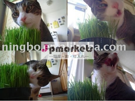 CATは育つ種のムギの草の種手を草でおおう問屋・仕入れ・卸・卸売り