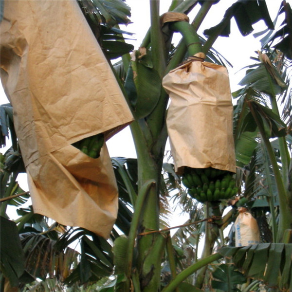 高品質バナナ紙成長保護袋-問屋・仕入れ・卸・卸売り