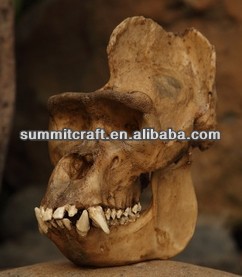 熱い販売のユニークシミュレーションの樹脂の猿販売用頭蓋骨-民芸品問屋・仕入れ・卸・卸売り