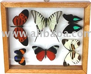 実質の蝶はフレームに-装飾及びギフト取付けた-ナチュラルクラフト問屋・仕入れ・卸・卸売り