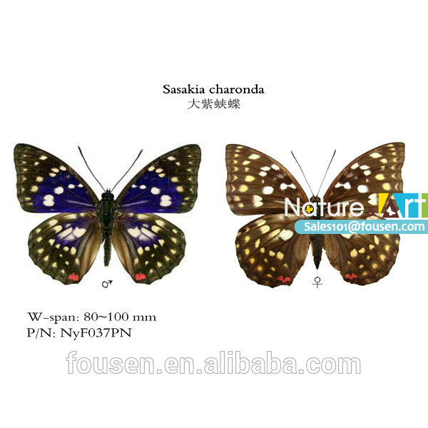 fousen自然・アートsasakiacharonda本当の乾燥蝶アンマウント-ナチュラルクラフト問屋・仕入れ・卸・卸売り