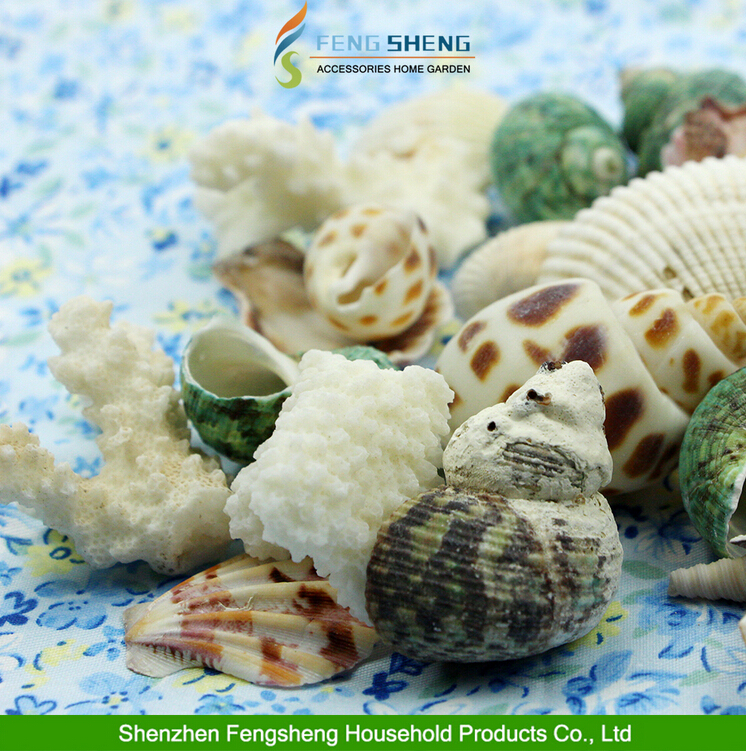 分類された海の貝シェルビーチ混合媒体家の装飾貝殻-ナチュラルクラフト問屋・仕入れ・卸・卸売り