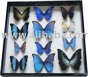 12実質の青い蝶はフレームに-装飾及びギフト取付けた-芸術コレクター商品問屋・仕入れ・卸・卸売り