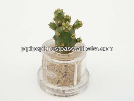 『miniplant少しバオバブ」-ギフトセット問屋・仕入れ・卸・卸売り