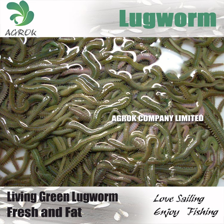 リビンググリーンlugworm釣り餌リビングゴカイ類釣りルアーゴカイ-ルアー問屋・仕入れ・卸・卸売り