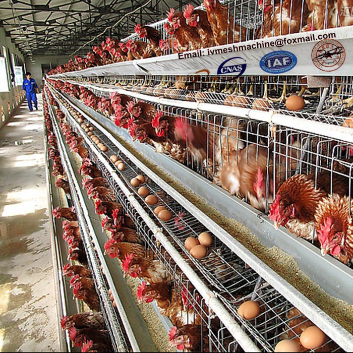 の鶏のケージ養鶏ケージ製造供給による自動水システム-ケージ問屋・仕入れ・卸・卸売り