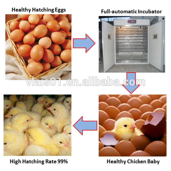 ウズラ/鶏/アヒル/ガチョウ/ダチョウ/ pincockインキュベーター、 供给全自動ダチョウ卵インキュベーターの価格-孵卵器問屋・仕入れ・卸・卸売り