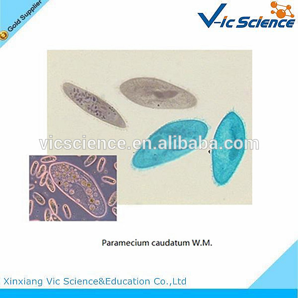 はキットを作る準備された動物学顕微鏡スライドガラスフォト原虫のスライドセット-その他測定器・分析器問屋・仕入れ・卸・卸売り