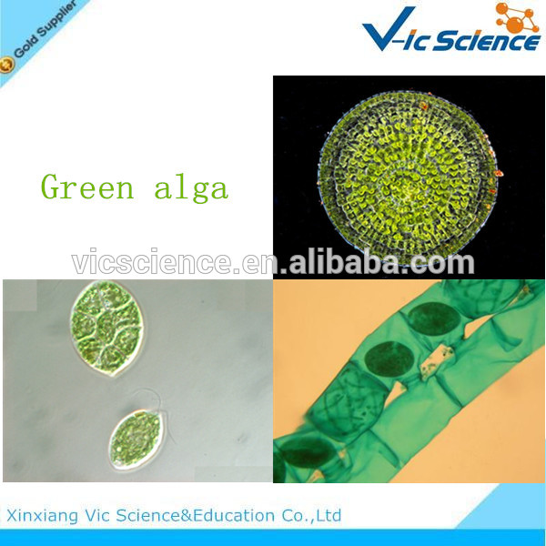 高校準備された微生物学植物学スライドセット-その他測定器・分析器問屋・仕入れ・卸・卸売り