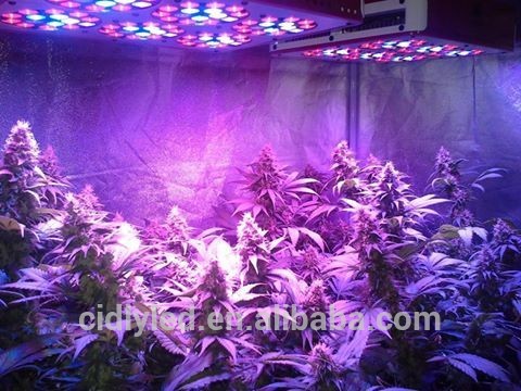 cidlyフルスペクトルの成長を主導光のための特別な植物を栽培cidly主導12430wが率いる成長-プールはつく問屋・仕入れ・卸・卸売り