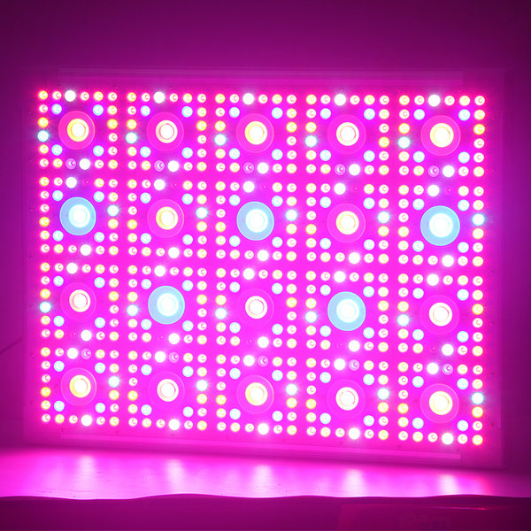 ミニ温室BP900エピスターled植物cob ledライト1500ワット医療照明用成長ハーブベジフラワーブルーム全体ステージ-LEDはライトを育てる問屋・仕入れ・卸・卸売り