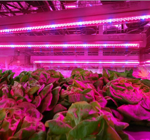青+赤屋内庭園の植物はライトを育てるt8チューブは光成長-LEDの管はつく問屋・仕入れ・卸・卸売り
