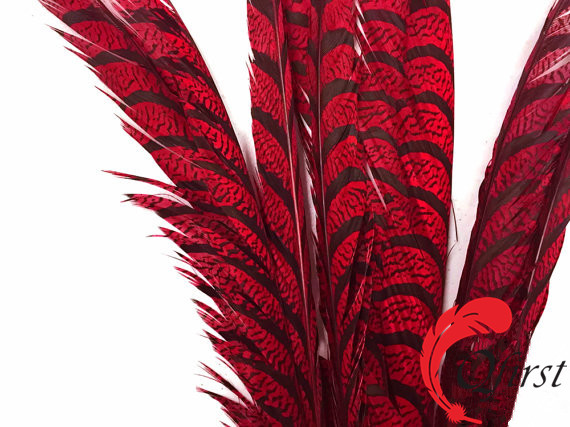 結婚式の装飾のための羽衣からサイズ30〜35インチ赤ゼブラギンケイのキジ尾極度の長い羽-フェザー問屋・仕入れ・卸・卸売り
