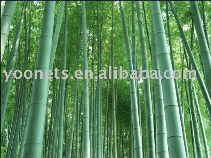 竹繊維１００％- 抗- 細菌-竹繊維問屋・仕入れ・卸・卸売り