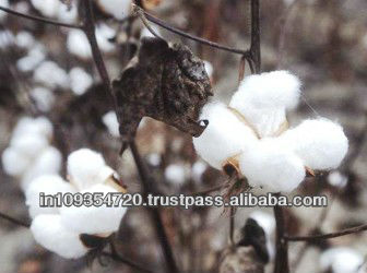 綿花の-綿花、原綿問屋・仕入れ・卸・卸売り