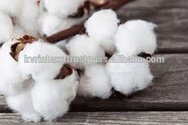 世界で最高品質の綿-綿花、原綿問屋・仕入れ・卸・卸売り