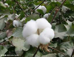インドの白い生綿高品質-綿花、原綿問屋・仕入れ・卸・卸売り