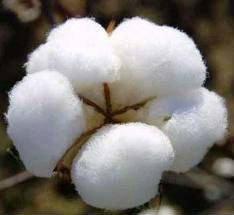 純白の生の綿-綿花、原綿問屋・仕入れ・卸・卸売り