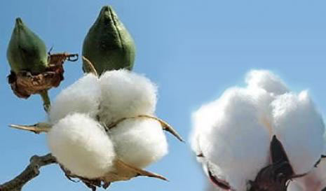 天然原料綿繊維-綿花、原綿問屋・仕入れ・卸・卸売り