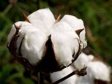100%有機生綿-綿花、原綿問屋・仕入れ・卸・卸売り
