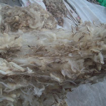 羊ウール/原毛/動物毛(洗浄)-ウール繊維問屋・仕入れ・卸・卸売り