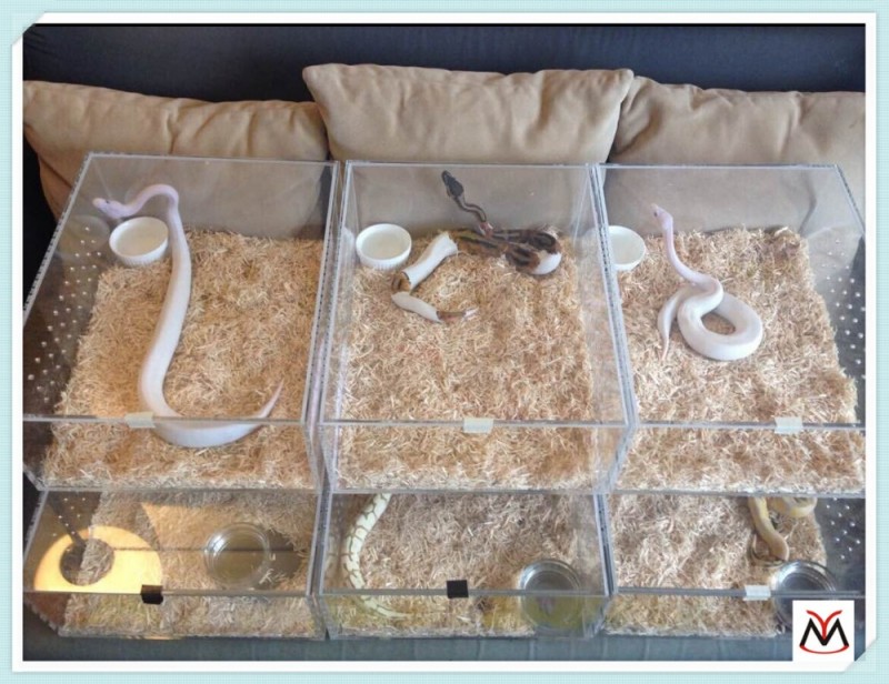 透明なアクリルヘビ飼育ボックスフィーダーボックス/プレキシガラスのタランチュラケージ/persepxym15121002爬虫類飼育ケース-その他サービス関連設備問屋・仕入れ・卸・卸売り