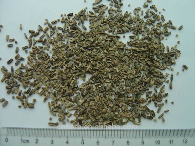 乾燥食品の鳩のためのナベナの種子と送りの鳩のためレースレース鳩勝者-ペットフード問屋・仕入れ・卸・卸売り