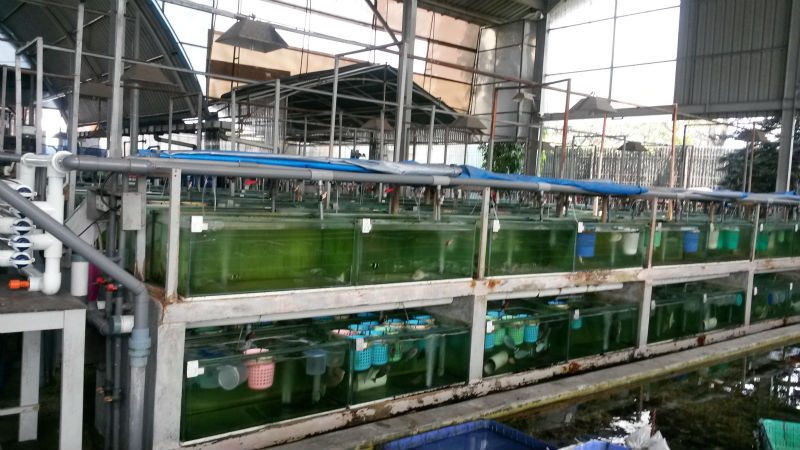 なし。 海水魚の輸出国台湾1( 含むcites証明書)-水槽、付属品問屋・仕入れ・卸・卸売り