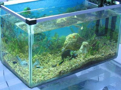 3ミリメートル余分な透明ガラス水槽用のまたは魚飼育用の水槽-水槽、付属品問屋・仕入れ・卸・卸売り