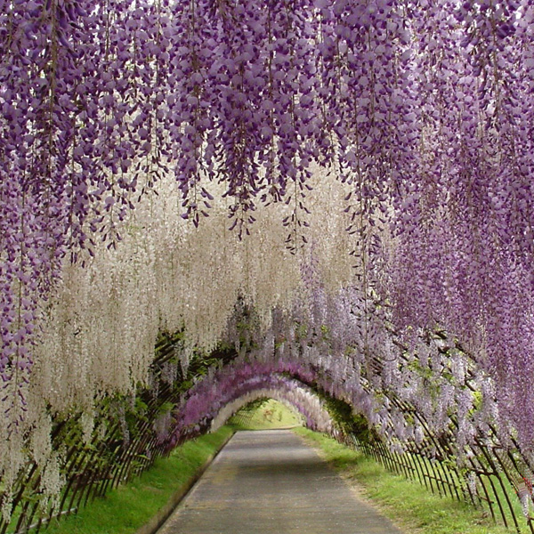 藤の花人工的な結婚式の装飾のためのマーキング-造花問屋・仕入れ・卸・卸売り