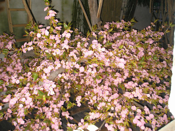 ニャー人工的な桜の木の発売、 造花のツリー-人工樹木問屋・仕入れ・卸・卸売り