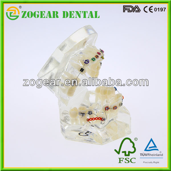 透明病理学的医学教育のための歯科用模型、 歯のモデル問屋・仕入れ・卸・卸売り