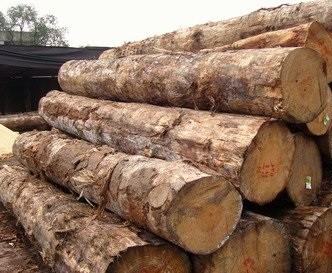 西アフリカ原点木材ログ/タリ、zingana、azobe、sipo、cosipo、afromasia、ログと白鳥木材問屋・仕入れ・卸・卸売り