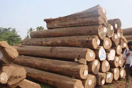 ビルマチーク材ログ/チーク材製材木材チーク平方ログ問屋・仕入れ・卸・卸売り
